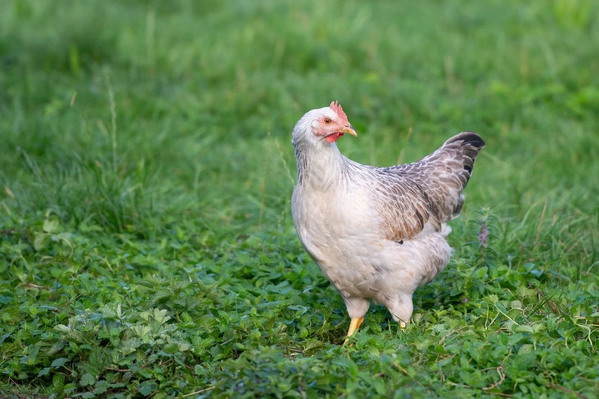 Huhn auf der Wiese