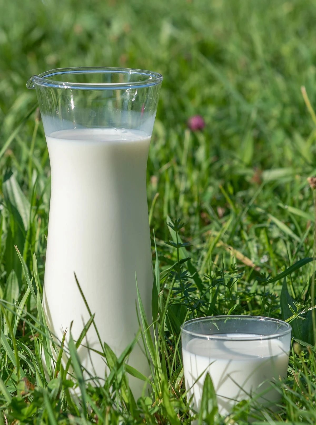 Frische Milch vom Bauernhof